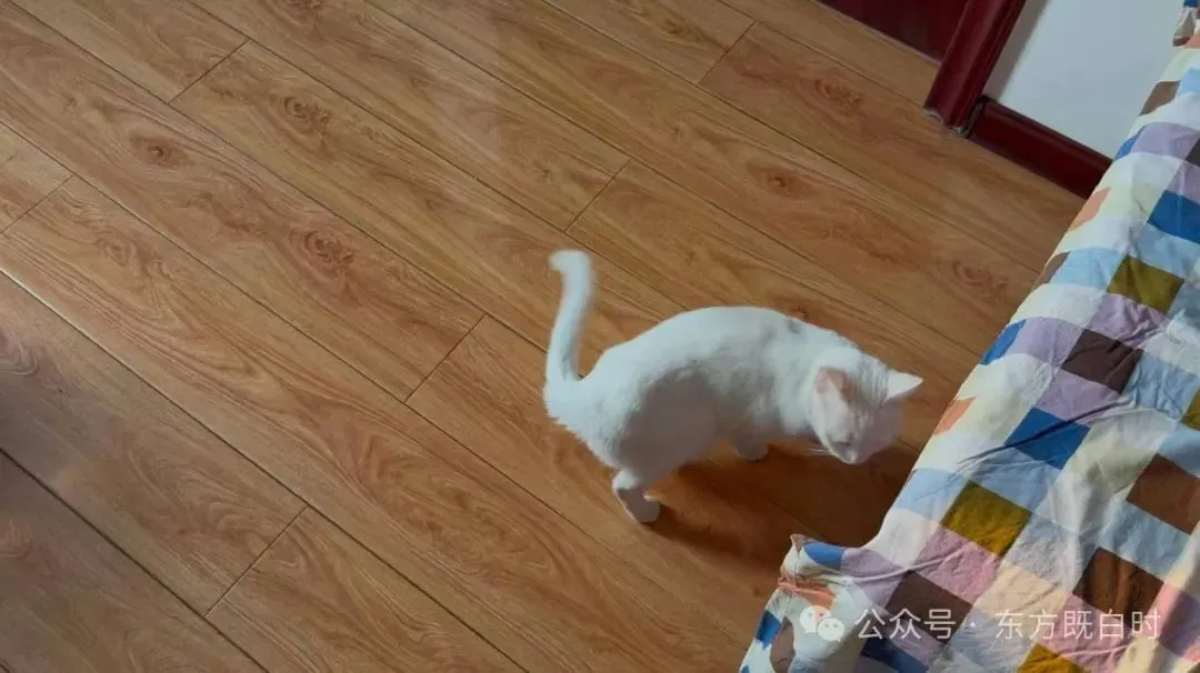 姑姑的小猫咪咪